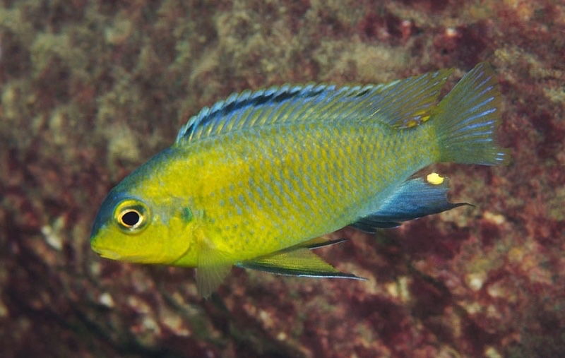 Tropheops sp. 'yellow chin' Londo Bay
